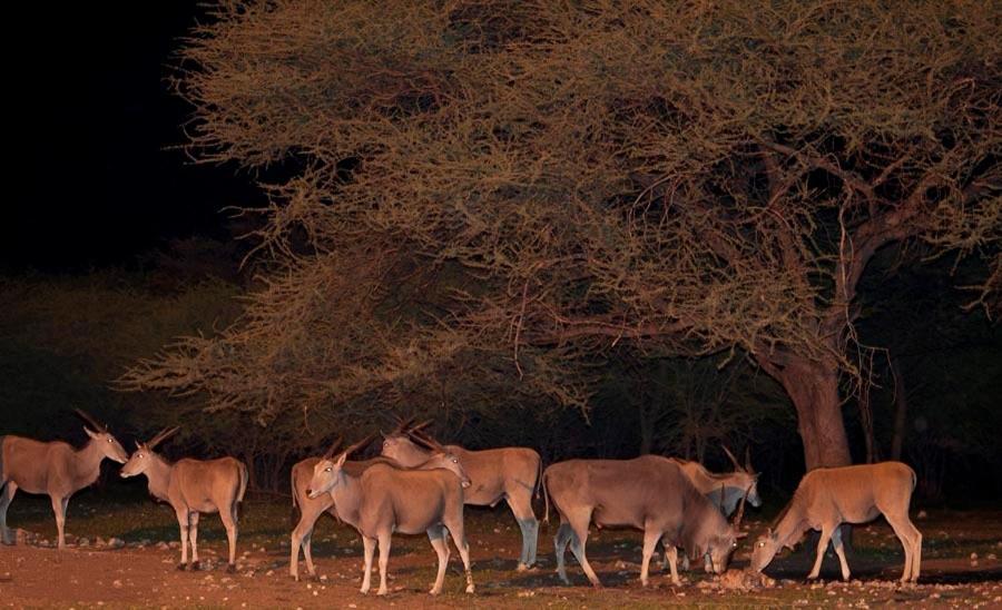 Emanya@Etosha Villa Namutoni Exterior foto